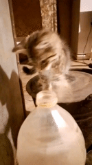 Tabby kitten explores a bucket and plastic bottle indoors