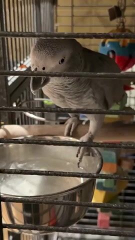 A grey parrot is visible in a cage. The parrot is perched on a wooden dowel. In the foreground, a silver metal bowl filled with a white liquid is visible. The parrot's head is turned towards the viewer. The parrot's beak is open. Behind the parrot, there are colorful toys hanging from the cage. The cage bars are visible in the foreground, obscuring parts of the scene. The background is blurry.