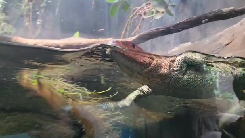 A large lizard is partially submerged in water within a tank. The lizard, with a reddish head and green scaly body, floats with its head just above the waterline. The surrounding environment includes submerged branches and plants. The water is somewhat murky, obscuring details beneath the surface. A blurry silhouette of a person is visible in the background.