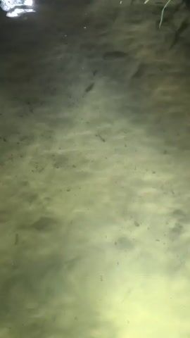 The video shows a close-up, overhead view of shallow, murky water with a sandy bottom. Several small, dark fish are visible swimming in the water. Blades of green grass or reeds are present along the top edge of the frame, casting shadows on the sandy bottom. The lighting is dim and appears to be natural, possibly from an overcast sky or twilight. The water surface shows some ripples and reflections, indicating gentle movement.