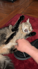 Person pets playful cat on red rug in Antwerp
