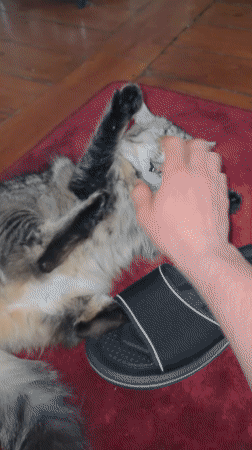 Person pets playful cat on red rug in Antwerp