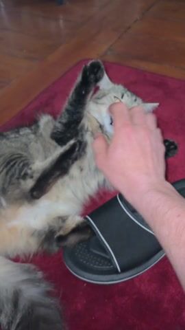 The video shows a person petting a cat lying on a red rug. The rug is on a wooden floor. The cat is lying on its back and appears playful. The person is petting the cat's belly and neck. A black and white sandal lies next to the cat. A shoe rack is visible in the background. The lighting is bright.