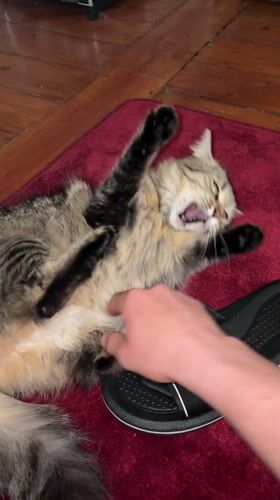Person pets playful cat on red rug in Antwerp