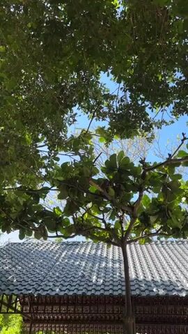 A monkey is perched on a tree branch, surrounded by green leaves. The monkey is holding a leaf in its hands and appears to be eating it. The sky is visible in the background, with some lighter branches and foliage. A tiled roof is visible at the bottom of the frame.