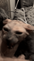 Sphynx cat spotted resting with owner in Khimki home