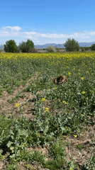 Dog plays in Bulgarian rapeseed field during spring outing