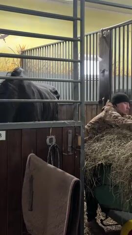 The video shows a stable or barn with a black horse in its stall. A person wearing a camouflage jacket and a beanie is feeding the horse hay, pulling it from a wheelbarrow. The stall is made of metal bars and wood, with a sign on the door identifying the horse as "Tom." A brown saddle pad hangs on the door. The background includes a painted mural of birds and reeds. The person is working near the horse's head, placing the hay inside the stall.