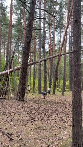 A group of people are in a forest with tall pine trees. The ground is covered in pinecones. A large fallen tree lies across other trees, forming a shelter-like structure. Two individuals are bent over, possibly gathering something, while another person stands nearby. The overall scene suggests a natural, outdoor environment with human activity.