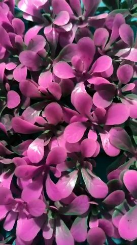 A close-up video shows a cluster of artificial pink and green succulent-like plants against a light blue background. As the video progresses, the background becomes more visible. The plant's leaves are small, rounded, and tightly packed. Sounds of running water are audible throughout the video.