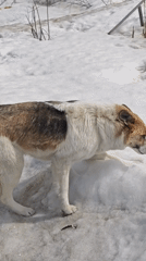Dog lies down in snow in rural Russia