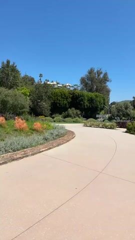 The video shows a paved pathway curving through a landscaped garden under a clear blue sky. The pathway is a light tan color with visible expansion joints. To the left of the pathway, a brick border lines a garden bed with low-lying gray-green plants and clusters of vibrant orange flowers. Behind these, a dense green hedge forms a backdrop, topped by trees. In the distance, several white buildings are visible on a hill, surrounded by more greenery. To the right of the pathway, more garden beds with various plants and trees are visible. The overall environment appears to be a well-maintained public garden or park. There are no people or animals visible in the video. The camera appears to be stationary, pointing slightly upwards.