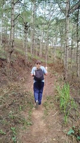 A person is hiking through a pine forest. The individual is seen from the back, wearing a light blue shirt, dark pants, and a black backpack. They are using a walking stick for support. The trail is narrow and made of dirt, surrounded by pine trees, dry leaves, and some green vegetation. The camera follows the hiker as they walk uphill.
