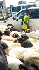 Flock of sheep herded through busy Nairobi streets