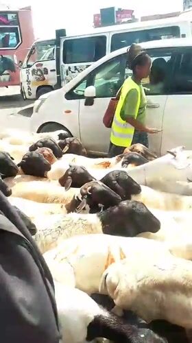 Flock of sheep herded through busy Nairobi streets