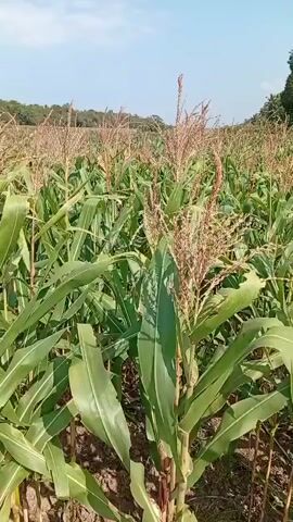 A video of a cornfield on a clear day. The corn stalks are tall and green, with tassels at the top. The ground is dry and dusty, with some weeds growing between the corn stalks. The sky is clear and blue, with a few scattered clouds. The video is shot from a low angle, looking up at the corn stalks.