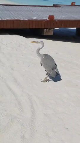 A grey heron stands on a sandy beach. The bird is facing to the left, with its head tilted upwards. Behind the heron is a wooden boardwalk with a dark brown surface and brown railings. The background shows a blue sky and a body of water. The sand is light in color and appears undisturbed except for the footprints of the heron. The lighting suggests it is daytime, with the sun casting a shadow of the heron to the right.