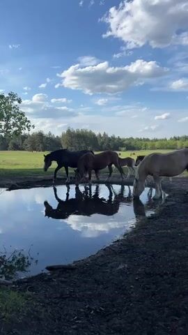 The video shows a group of horses drinking from a pond on a sunny day. There are five adult horses of varying colors: black, brown, and light brown. A foal, lighter in color, stands among the adults, possibly waiting its turn to drink. The horses are lined up at the edge of the pond, their reflections visible in the still water. The edge of the pond is muddy. Behind the horses is a grassy field with scattered trees and a forest line in the distance. The sky is blue with puffy white clouds.