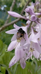 Bumblebee foraging through hosta flowers in Radisne