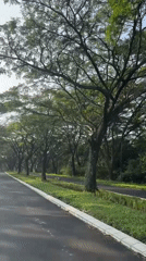 Tree-canopied road documented in Babakan Madang, Indonesia