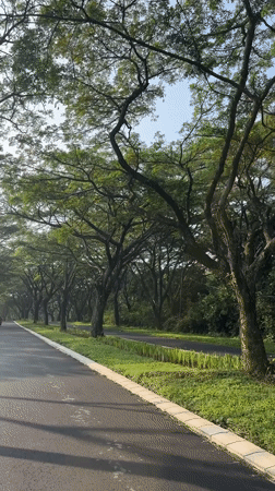 Tree-canopied road documented in Babakan Madang, Indonesia