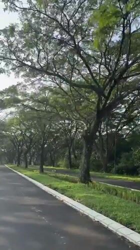 Tree-canopied road documented in Babakan Madang, Indonesia