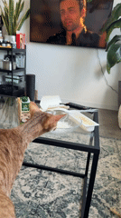 Orange tabby cat recorded grooming, exploring bowl in Moscow home
