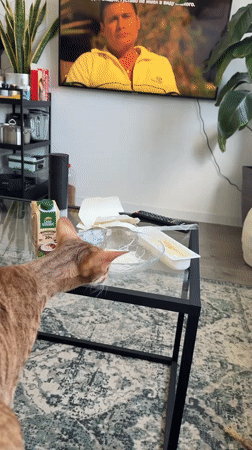 Orange tabby cat recorded grooming, exploring bowl in Moscow home