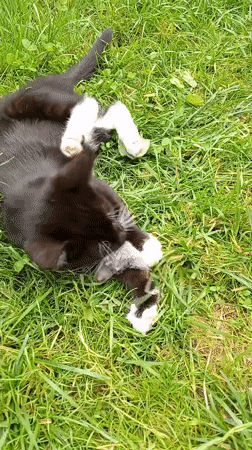 Black and white cat plays with a mouse in sunny grass