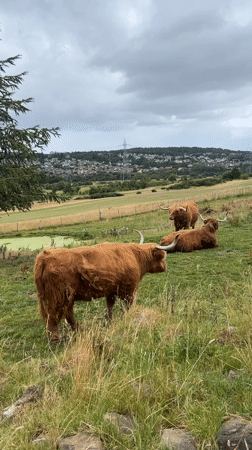 Highland cattle grazing and resting on an Edinburgh hillside