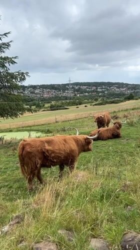 Highland cattle grazing and resting on an Edinburgh hillside