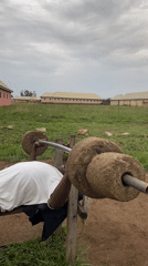 Man uses stone weights for outdoor workout in Nigeria
