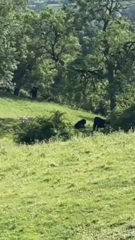 Here is a description of the video:

The video shows a field with several cows under some trees on a sunny day. One cow is light-colored with long horns, and the other two cows are black. They are resting in the shade. The field is green and slightly hilly. There are trees in the background, and a glimpse of a town can be seen in the distance. The weather appears to be bright and sunny.