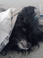 Dog and medical equipment observed in Nairobi facility