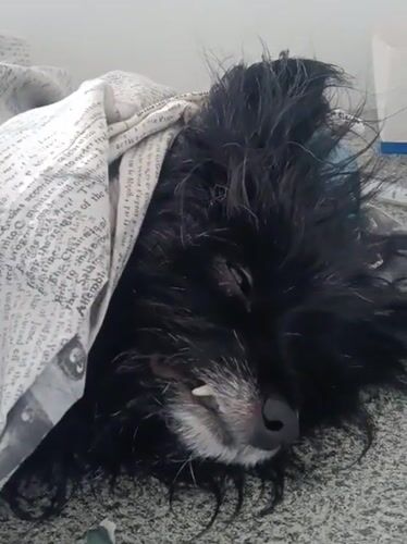 Dog and medical equipment observed in Nairobi facility
