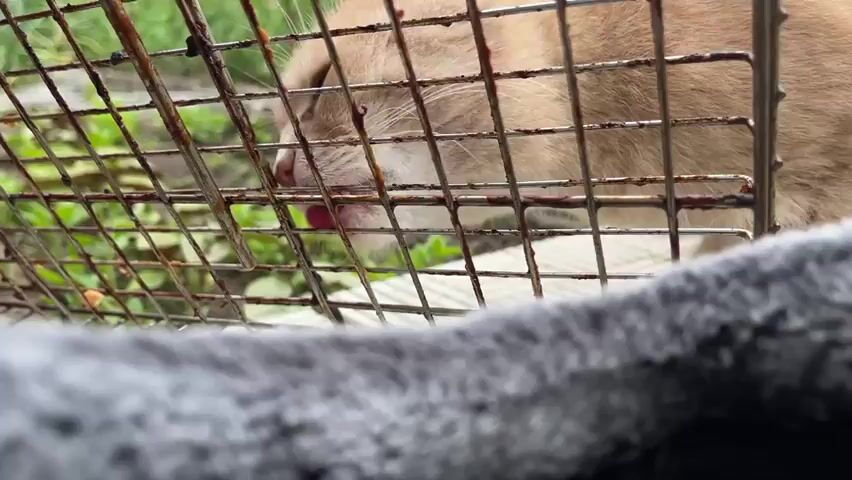 A close-up shot of a light brown or beige cat, partially obscured by a metal grill or cage, is shown licking its tongue out repeatedly. The cat's mouth area is visible, with pink gums and small white teeth. The grill has some dark, possibly burnt, residue on it. In the background, out of focus, green foliage and hints of a structure or building can be seen under an overcast sky. A gray fabric object is visible in the lower right foreground.