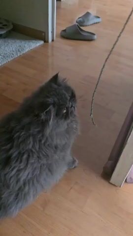 A gray cat is playing with a green string. The cat is sitting on a wooden floor and looking up at the string. It reaches up with its paw to grab the string. A pair of gray slip-on shoes are in the background.