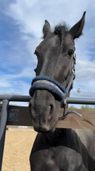 Horses and donkeys observed at Russian stable facility