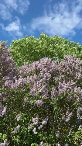 The video presents a close-up shot of lilac bushes in full bloom, their lavender flowers densely packed against a backdrop of a bright blue sky dotted with scattered white clouds. Above and behind the lilac bushes, the vibrant green canopy of another tree is visible, completing the colorful display. The camera remains static, capturing the stillness of the scene under clear, sunny conditions.