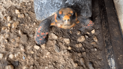 Tortoise and parrot kept in enclosures, Tinaquillo, Venezuela
