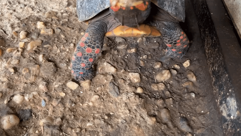 Tortoise and parrot kept in enclosures, Tinaquillo, Venezuela