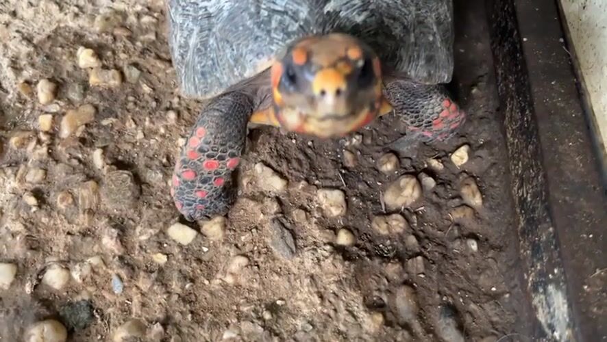Tortoise and parrot kept in enclosures, Tinaquillo, Venezuela