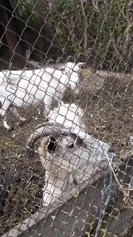 The media file shows several young goats within an outdoor enclosure, likely a pen or small pasture, with a wire fence in the foreground. The ground is covered in dry grass and hay, suggesting a rural setting. The lighting is somewhat dim, indicating it might be early morning, late evening, or an overcast day. The goats appear to be exploring or resting within their confined space. One white goat is visible on the left, facing away from the camera. In the center and right, several other goats, some white with dark markings, are also present, some lying down and others standing. A dark, circular object, possibly a tire, is partially visible in the bottom right of the enclosure. The overall scene conveys a sense of quiet activity in a farm or rural environment. There is no visible text in the media file.