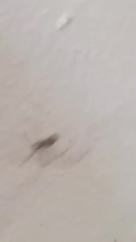The video shows a cellar spider on a white textured surface. The spider has a small body and long, thin legs. It is positioned in the center of the frame and moves slightly throughout the video. The background is a plain white surface, possibly a wall or ceiling. There are no other objects or people visible in the video. The lighting is soft and even.