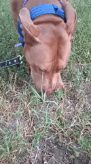 Evening park walk in Zaporizhzhia with a pit bull at dusk