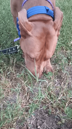 Evening park walk in Zaporizhzhia with a pit bull at dusk