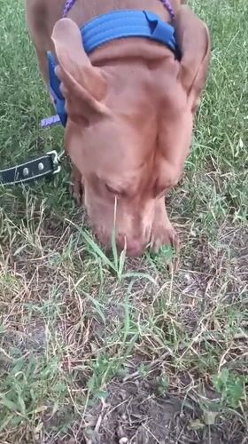 Evening park walk in Zaporizhzhia with a pit bull at dusk