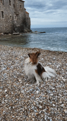 Woman and Papillon dog enjoy afternoon outing in Budva