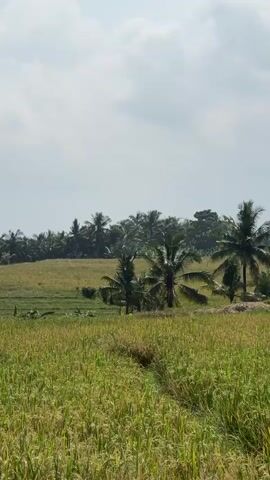 A panning shot captures a vast, sun-drenched rice field under a cloudy sky. The foreground is dominated by the golden stalks of ripe rice, with a narrow path winding through them. In the midground, several coconut trees stand tall, interspersed with patches of greener foliage and some smaller structures, including a weathered, open-sided shack with a corrugated metal roof. In the distance, a line of trees marks the horizon, and a solitary figure can be seen walking across the field. The overall impression is one of a tranquil, rural landscape during harvest season.
