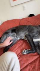 Quiet moment: person pets relaxed gray dog on bed